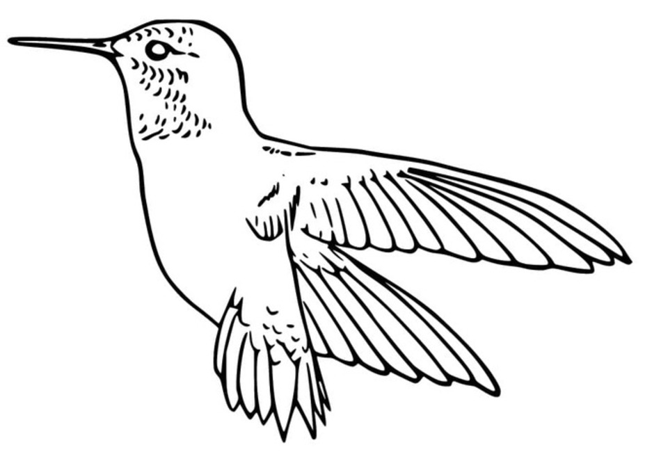 Coloriage Image de colibri chez enfants