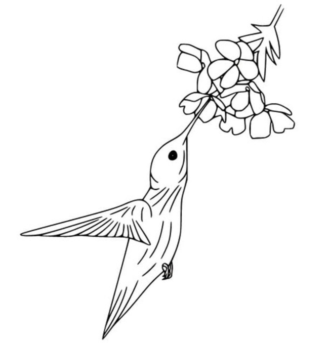 Coloriage Image de colibri chez les enfants