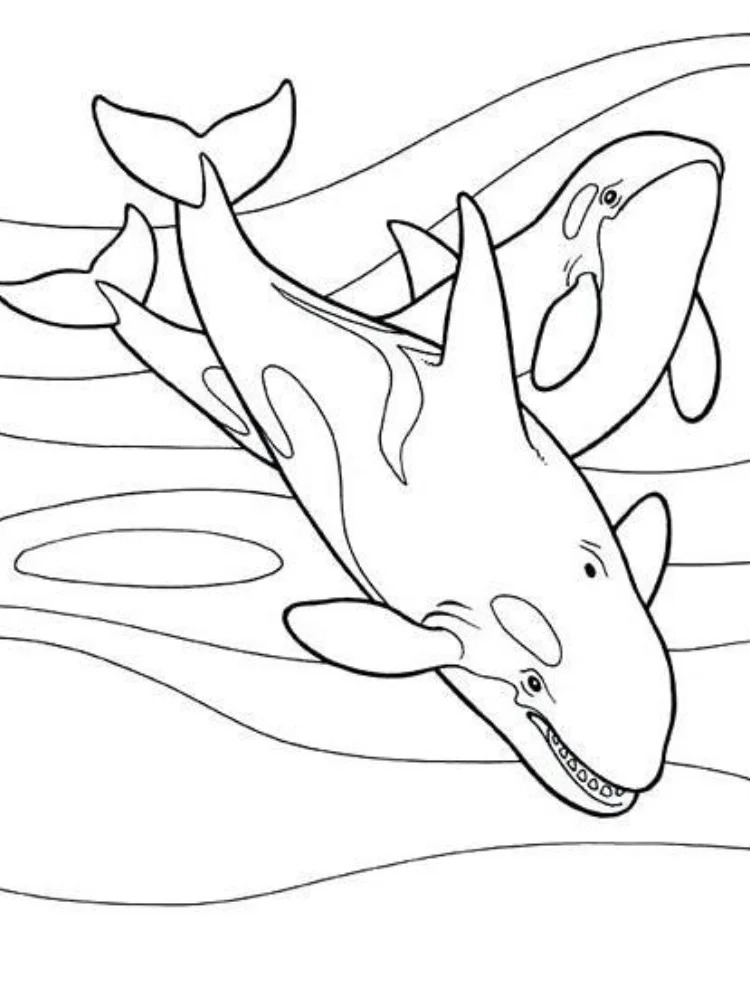 Coloriage Orque 4 à imprimer
