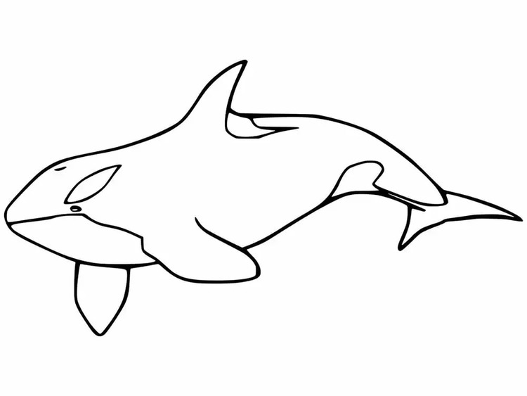 Coloriage Orque mignon à imprimer