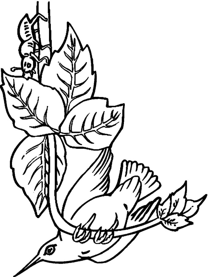 Coloriage Très mignon Colibri