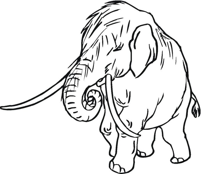 Coloriage Dessin image Mammouth