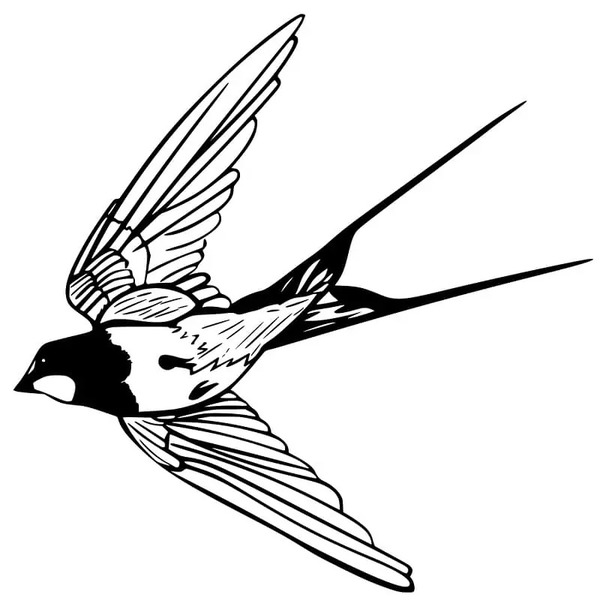 Coloriage Dessiner Hirondelle chez les enfants