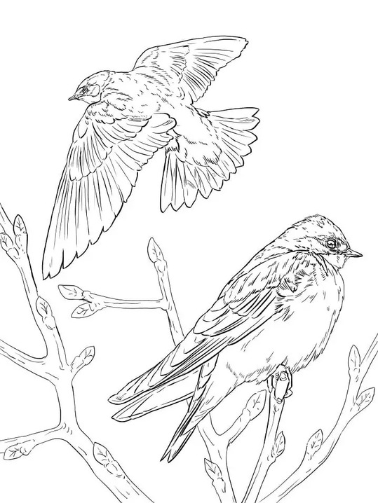 Coloriage Dessiner Hirondelle