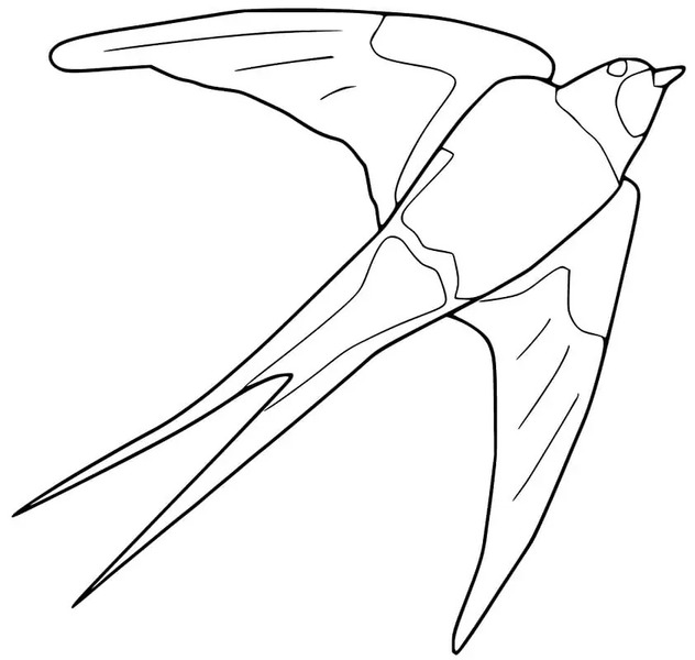 Coloriage Dessiner Hirondelle gratuit pour les enfants