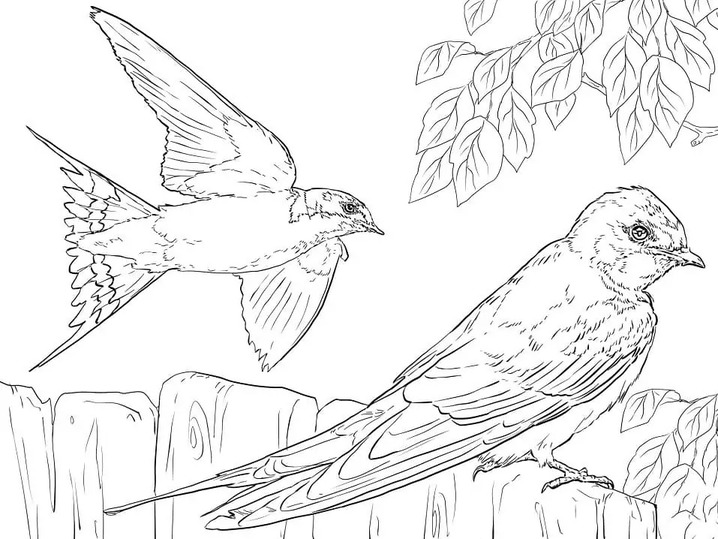 Coloriage Dessiner Hirondelle gratuite