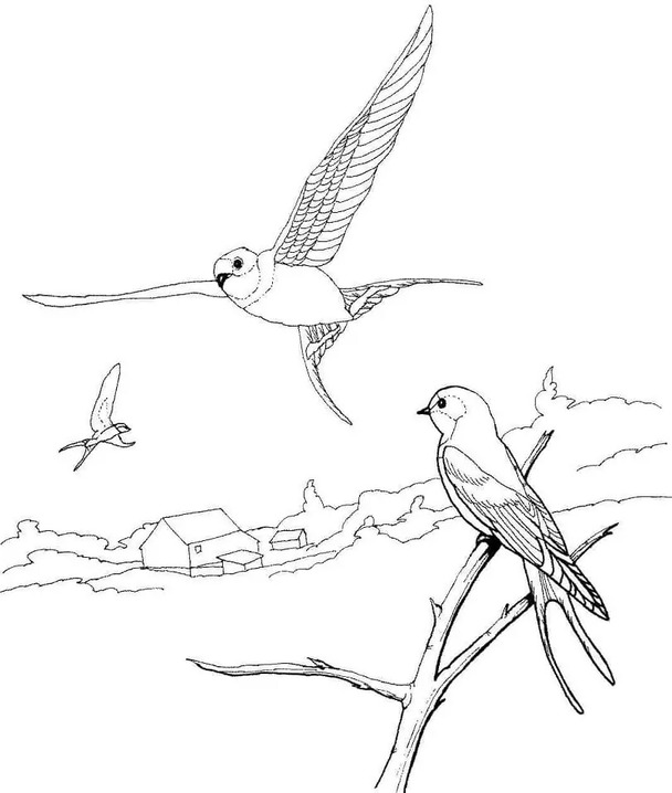 Coloriage Dessiner Hirondelle imprimable