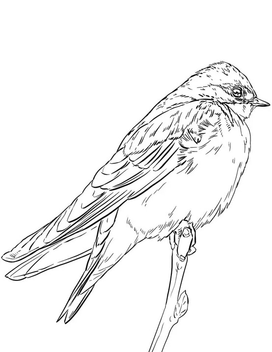 Coloriage Dessiner Hirondelle simple