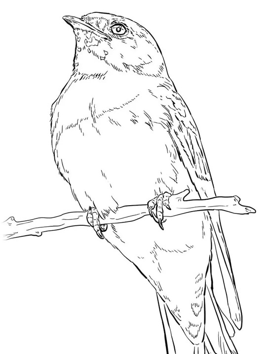 Coloriage Dessiner Hirondelle très simple