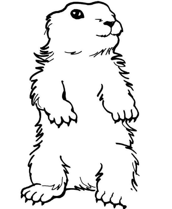 Coloriage Dessiner Marmotte