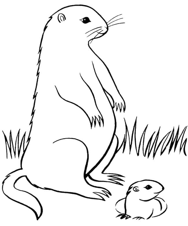 Coloriage Dessiner Marmotte facile