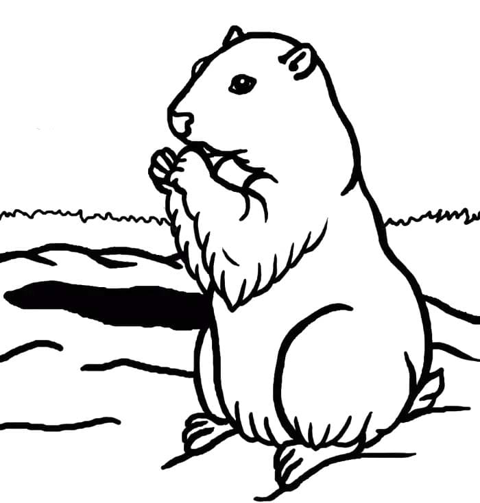 Coloriage Dessiner Marmotte gratuit pour les enfants