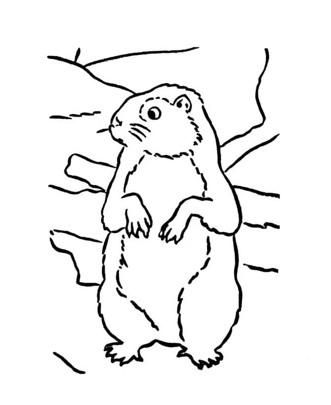 Coloriage Dessiner Marmotte imprimable gratuite