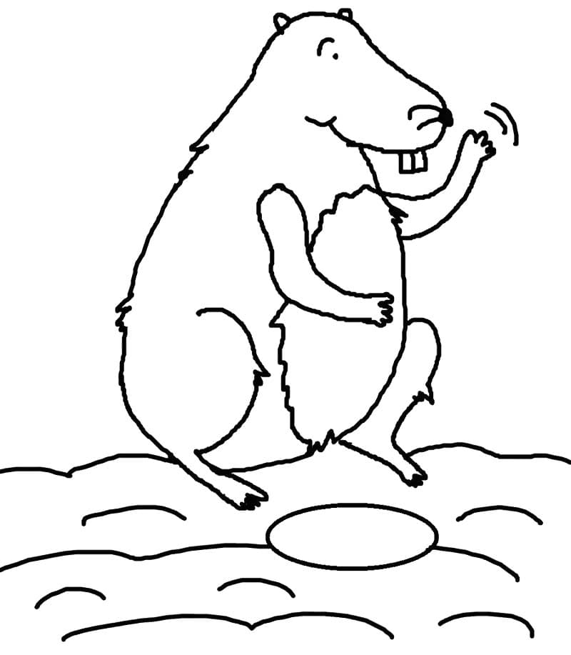 Coloriage Dessiner Marmotte simple