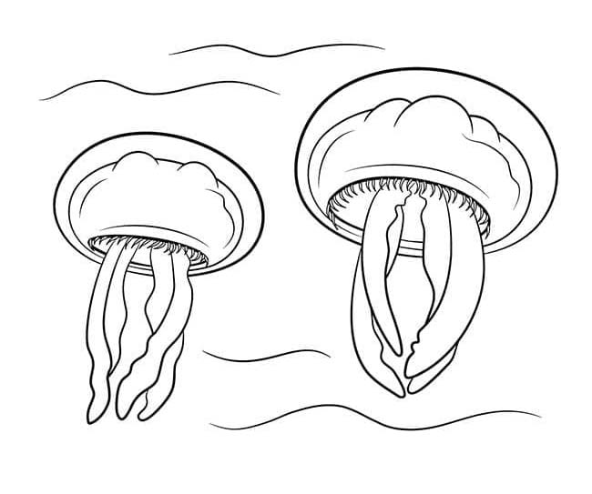 Coloriage Dessiner méduse imprimer gratuite