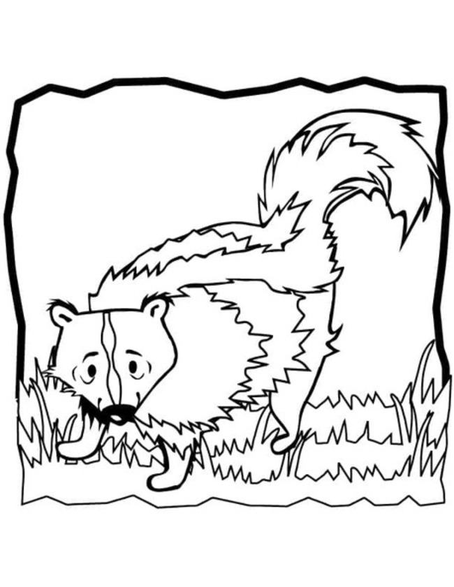 Coloriage Dessiner mouffette pour enfants