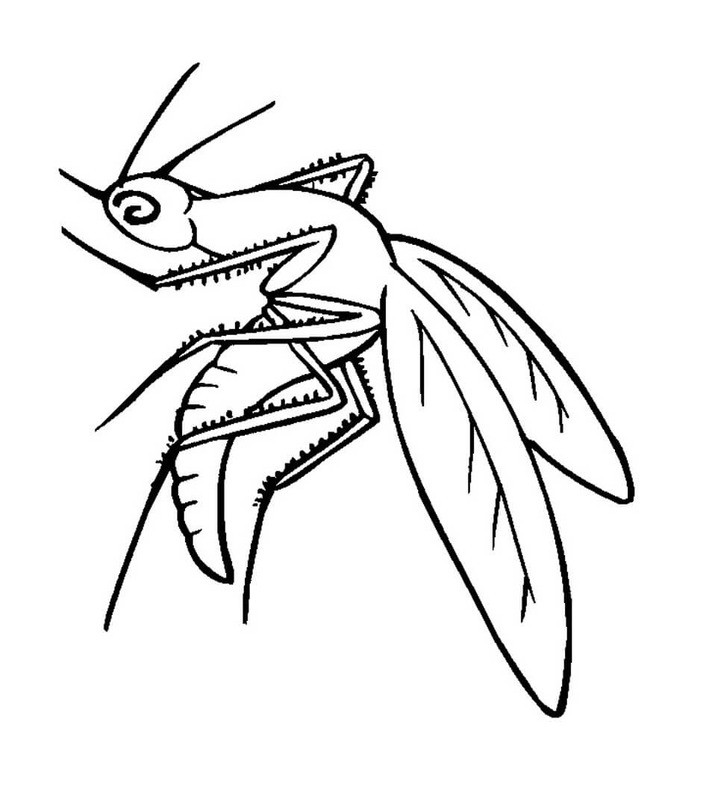 Coloriage Dessiner Moustique gratuit pour les enfants