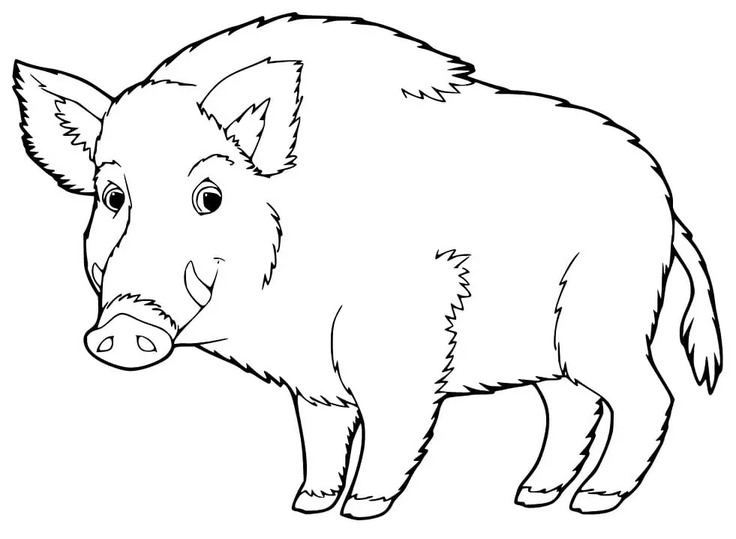 Coloriage Dessiner Sanglier imprimable