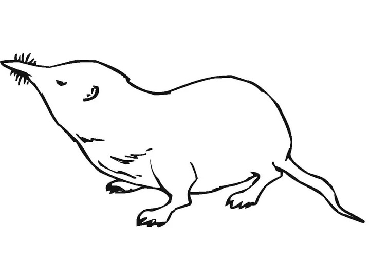 Coloriage Dessiner Taupe gratuit pour les enfants