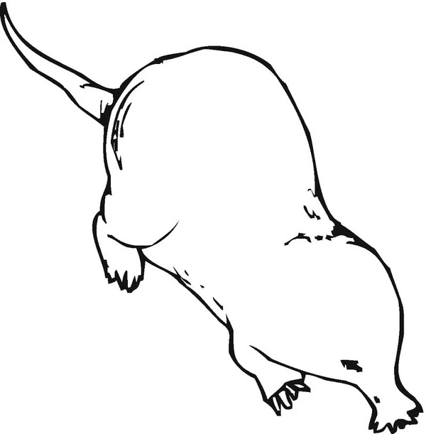 Coloriage Dessiner Taupe pour les enfants