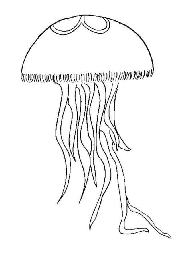 Coloriage Dessinez méduse pour les enfants