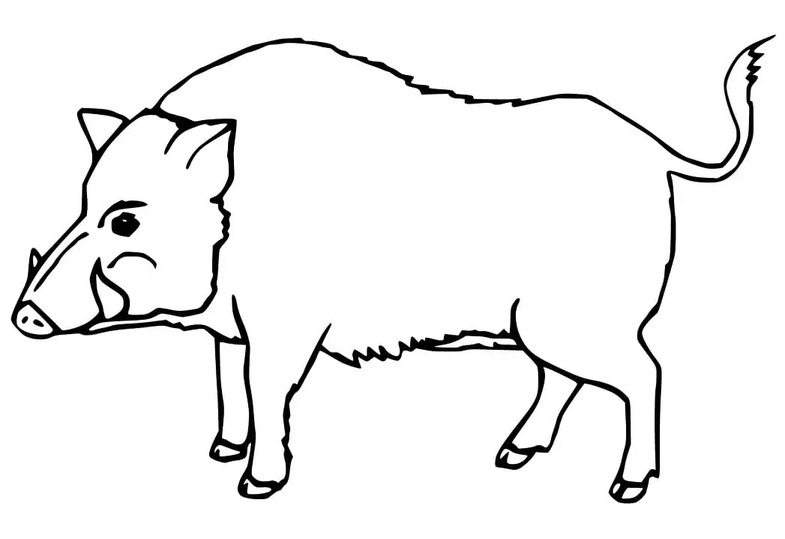 Coloriage Dessinez Sanglier gratuite pour les enfants
