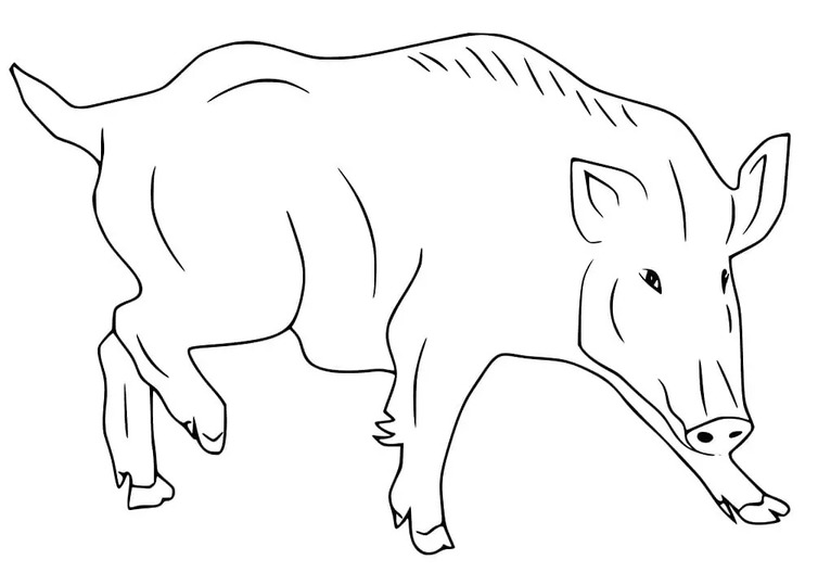 Coloriage Dessinez Sanglier pour enfants