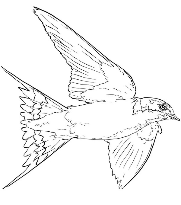 Coloriage Hirondelle 5