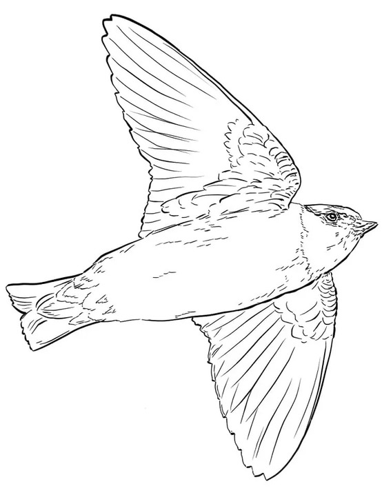 Coloriage Hirondelle 6