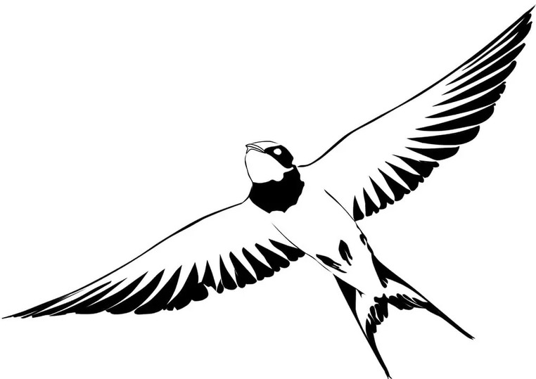 Coloriage Hirondelle basique