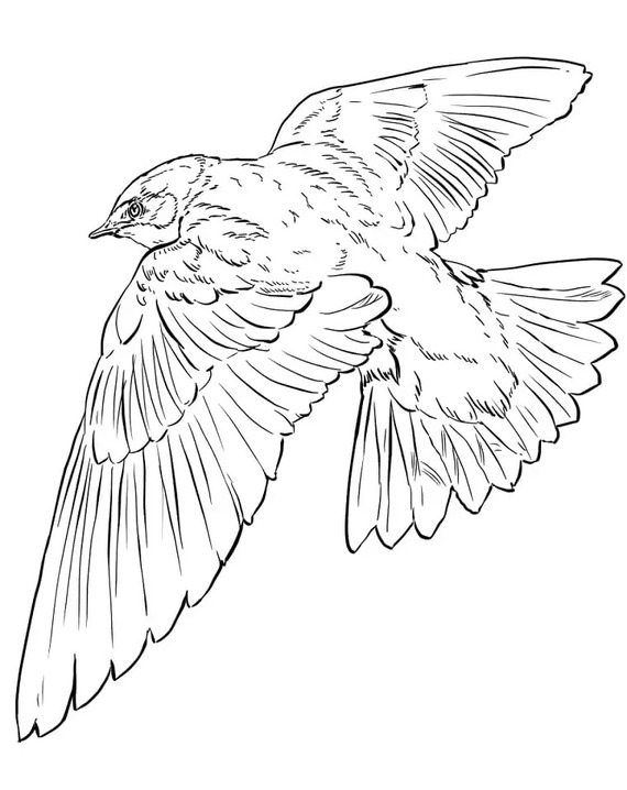 Coloriage Hirondelle chez enfants