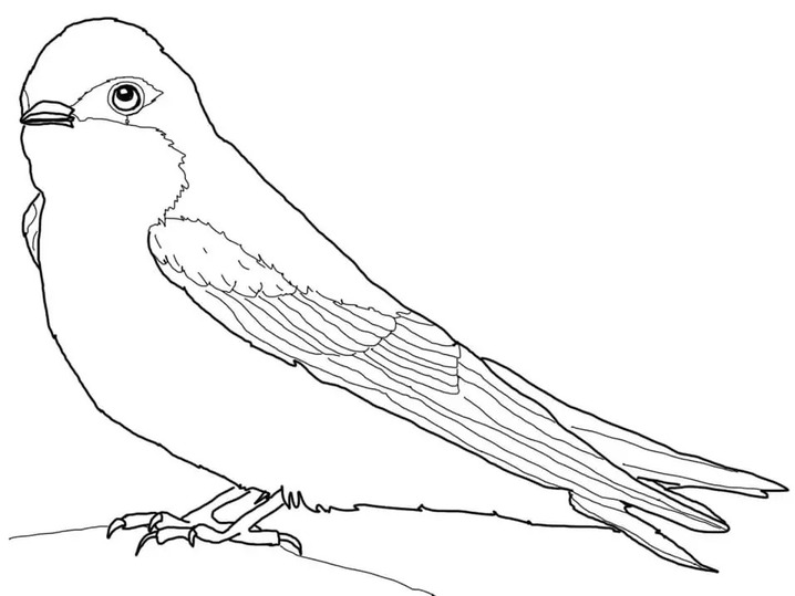 Coloriage Hirondelle chez les enfants