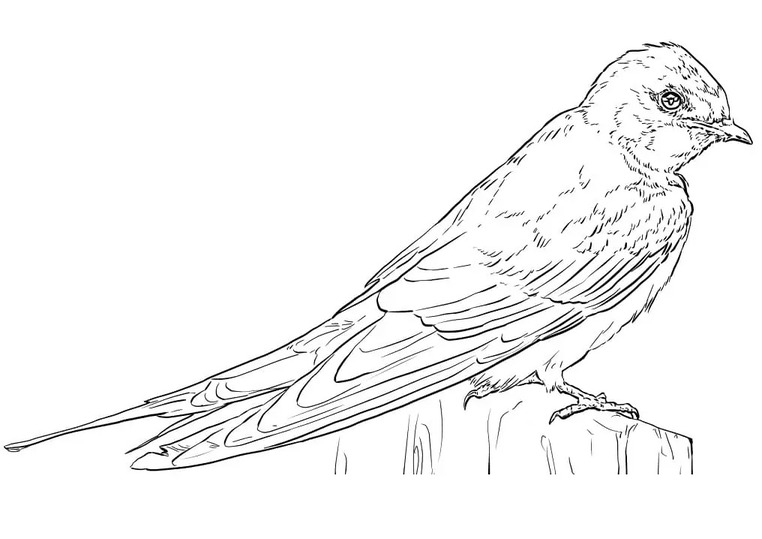 Coloriage Hirondelle facile
