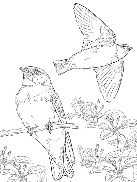 Coloriage Hirondelle gratuite