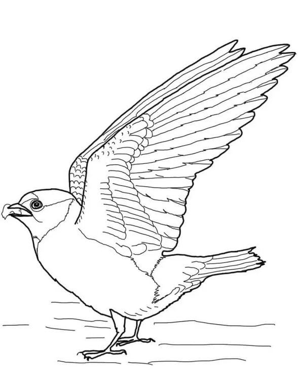 Coloriage Hirondelle imprimable