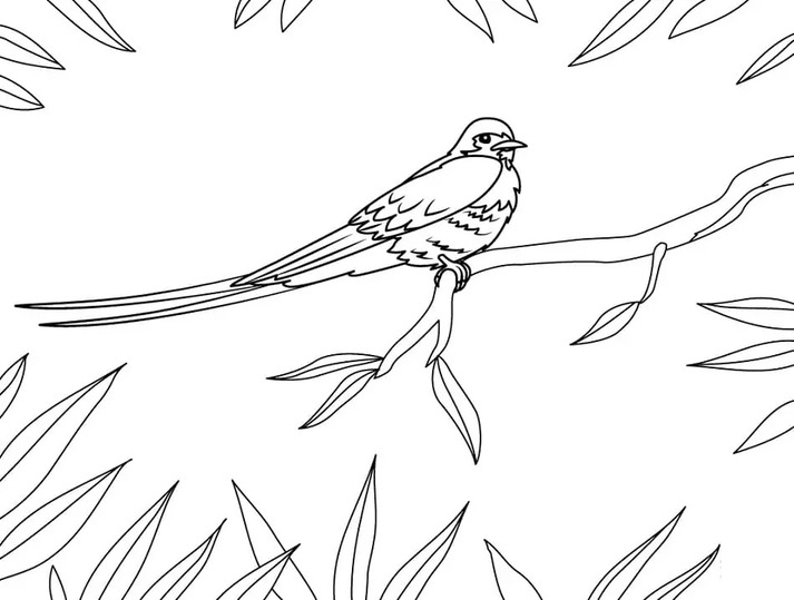 Coloriage Hirondelle imprimable gratuite