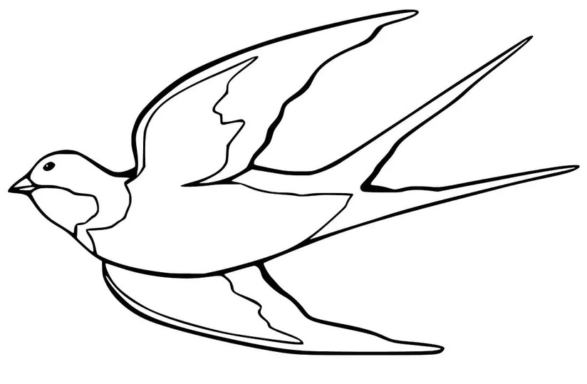 Coloriage Hirondelle à imprimer