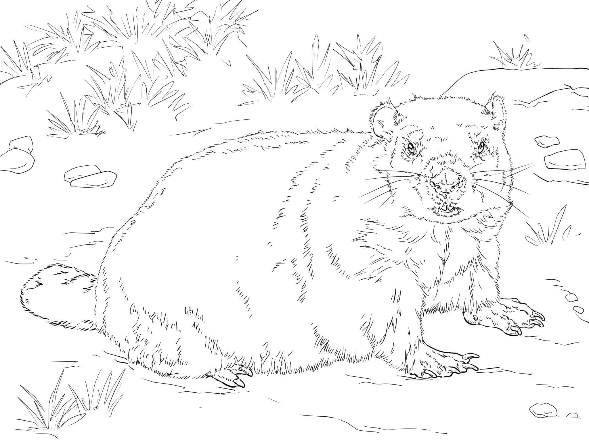 Coloriage Image de Marmotte basique