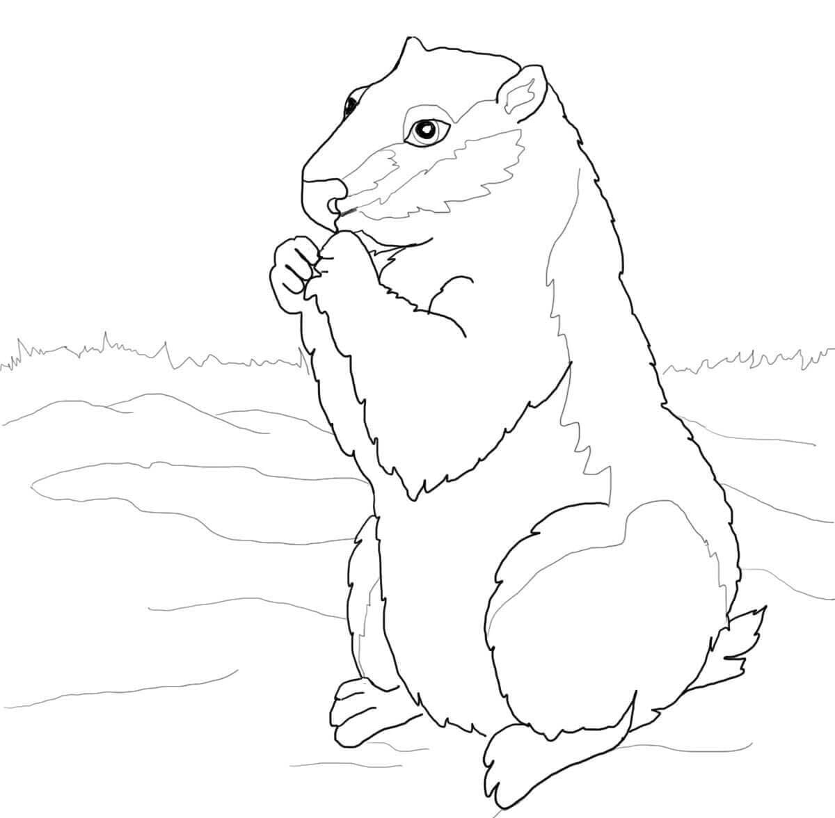 Coloriage Image de Marmotte facile