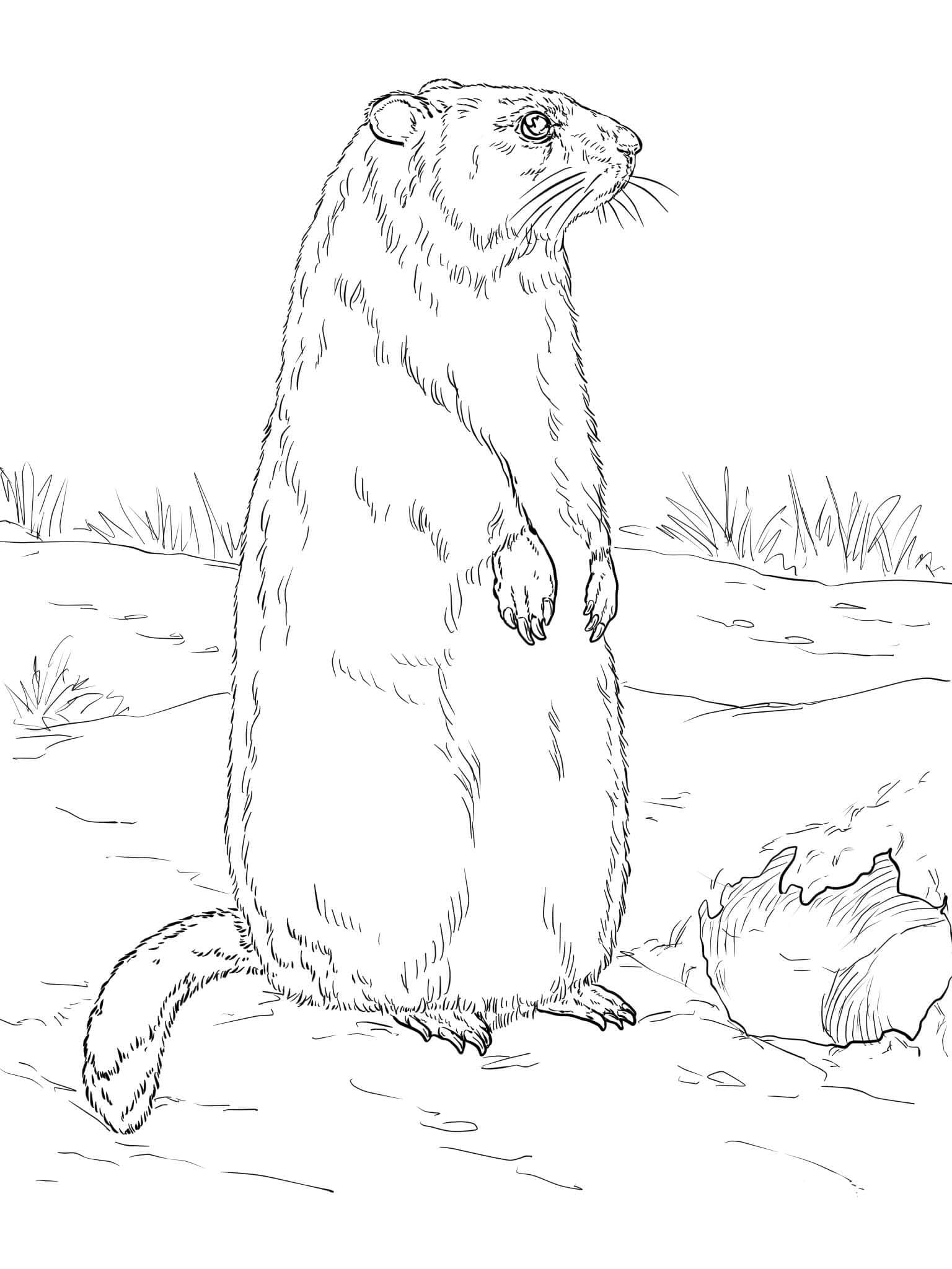 Coloriage Image de Marmotte gratuite