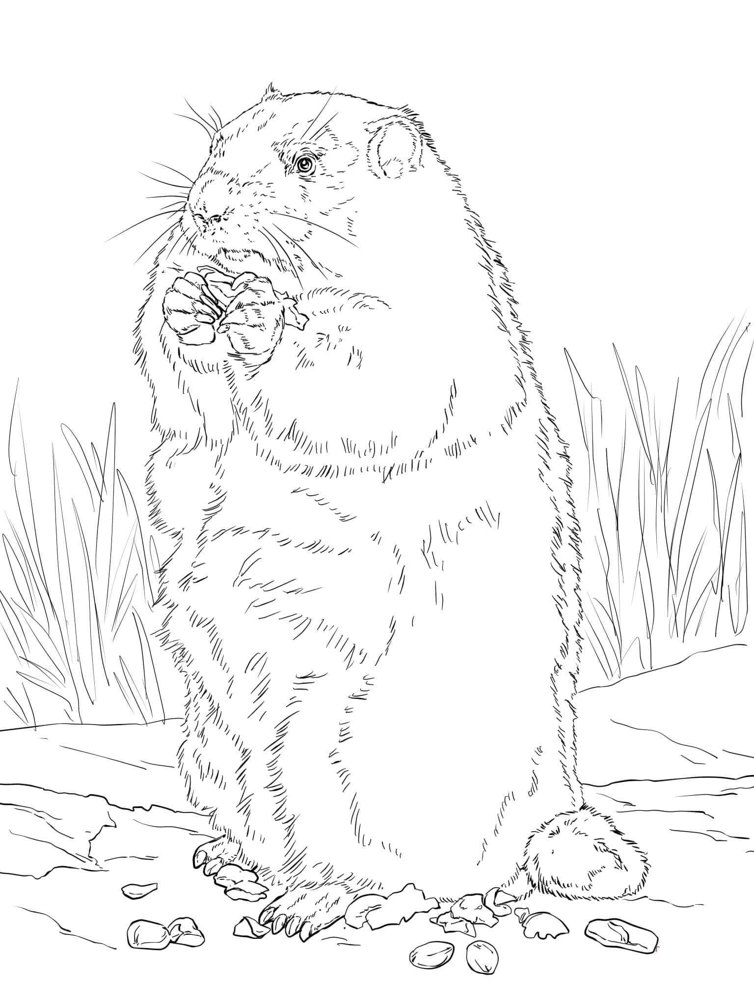 Coloriage Image de Marmotte imprimable