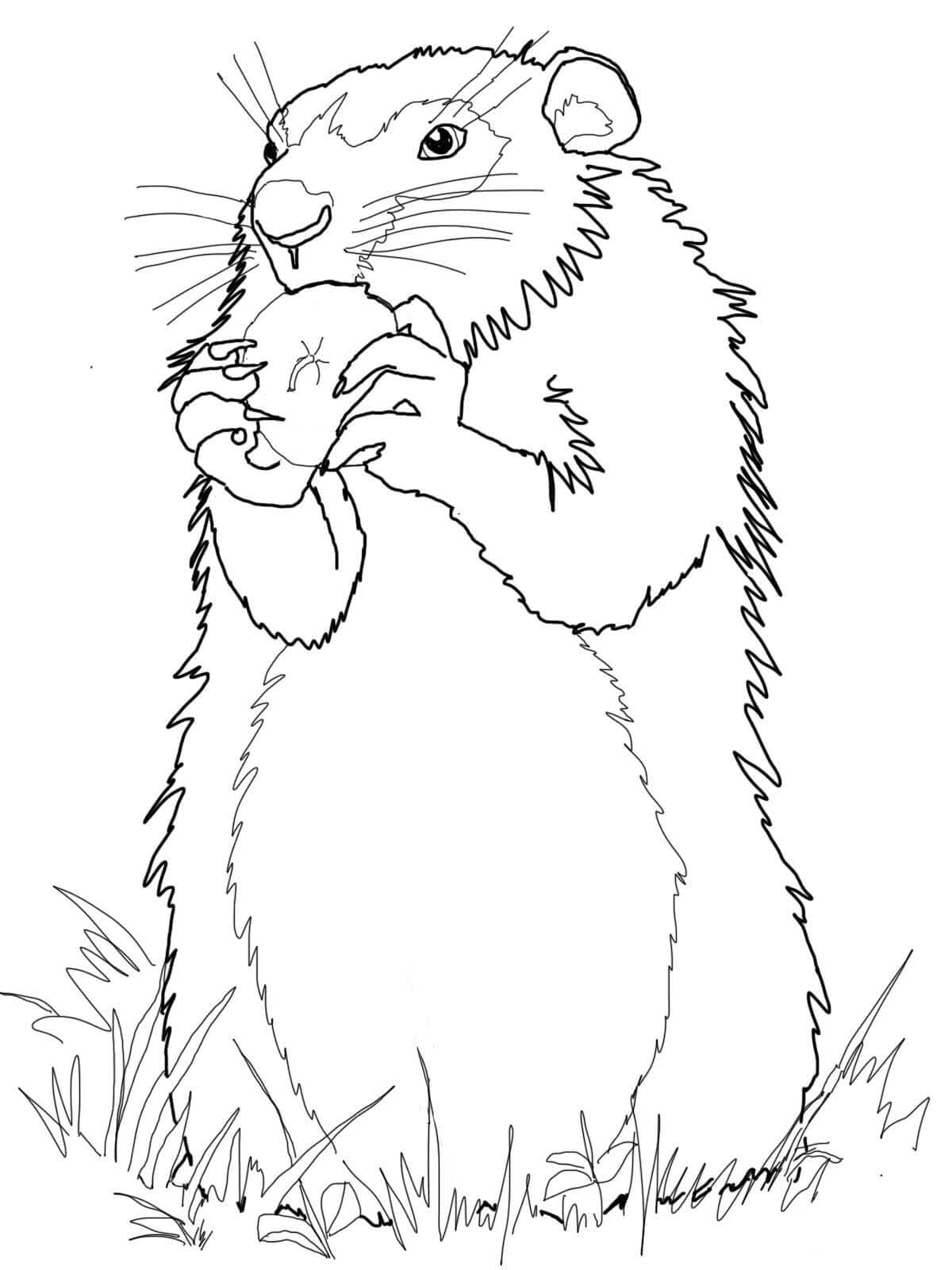 Coloriage Image de Marmotte simple