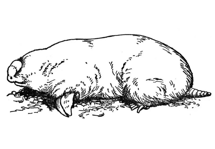 Coloriage Image de Taupe
