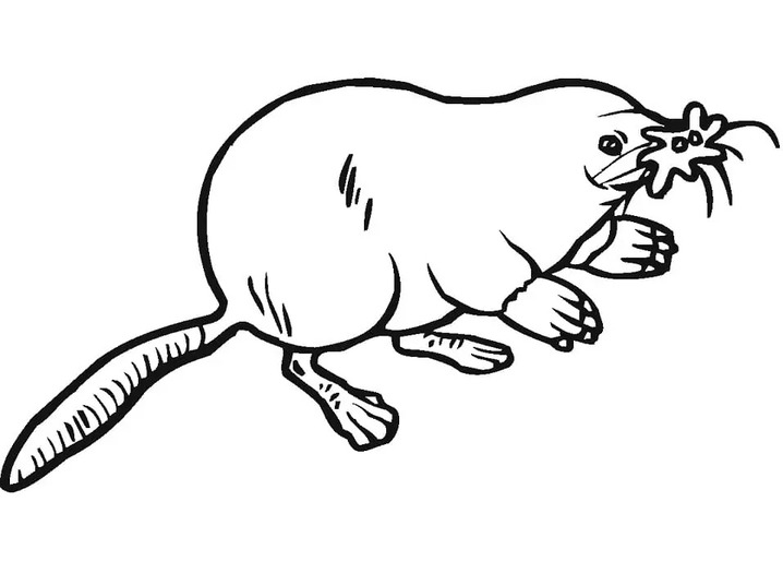 Coloriage Image de Taupe gratuite