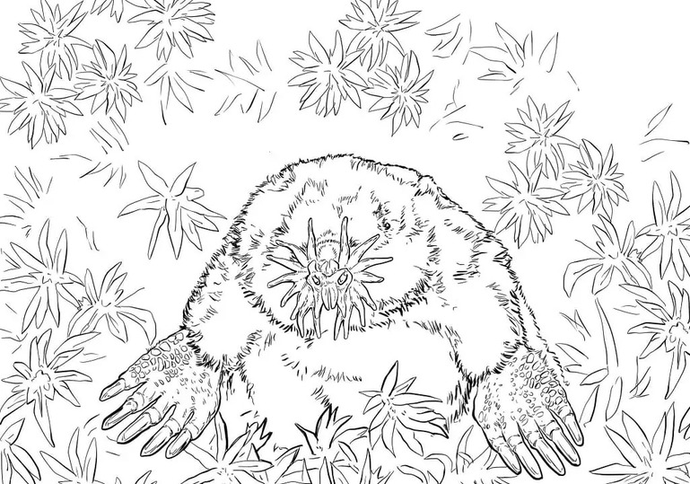 Coloriage Image de Taupe imprimable gratuite