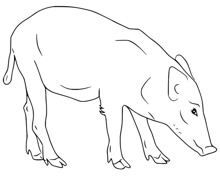 Coloriage Image Sanglier imprimable