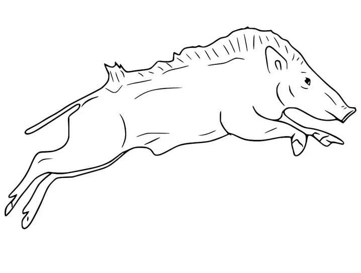 Coloriage Image Sanglier pour les enfants