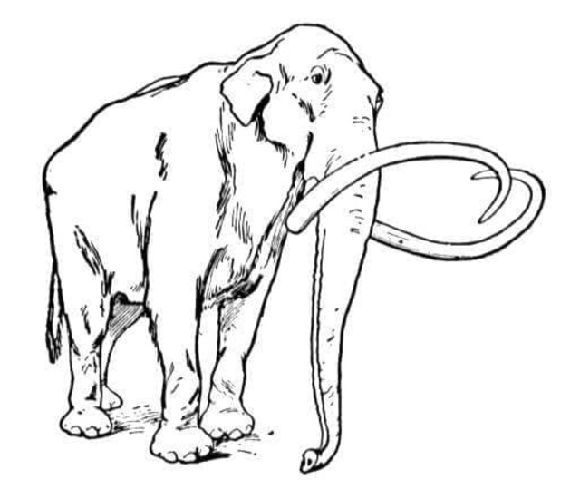 Coloriage Mammouth gratuit pour les enfants