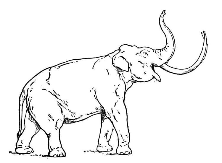 Coloriage Mammouth simple