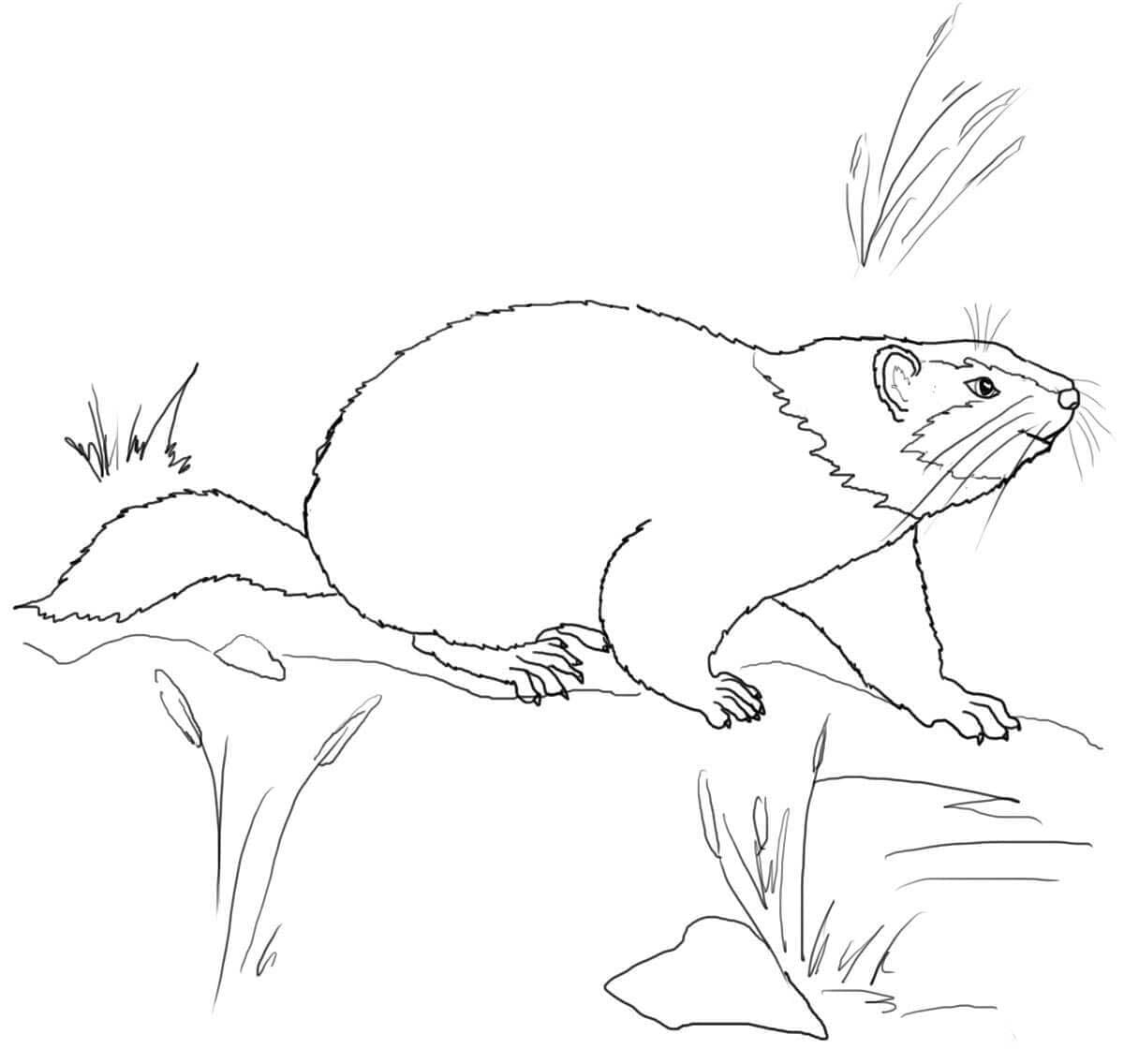 Coloriage Marmotte 1